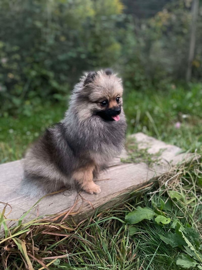 Amber Wolf Irga ( Elka ), reproducteur de l'élevage des Loups de la Vallée Noble