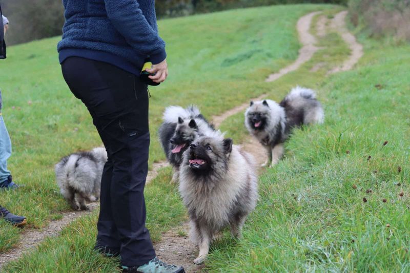 Notre quotidien avec nos chiens — photo 1
