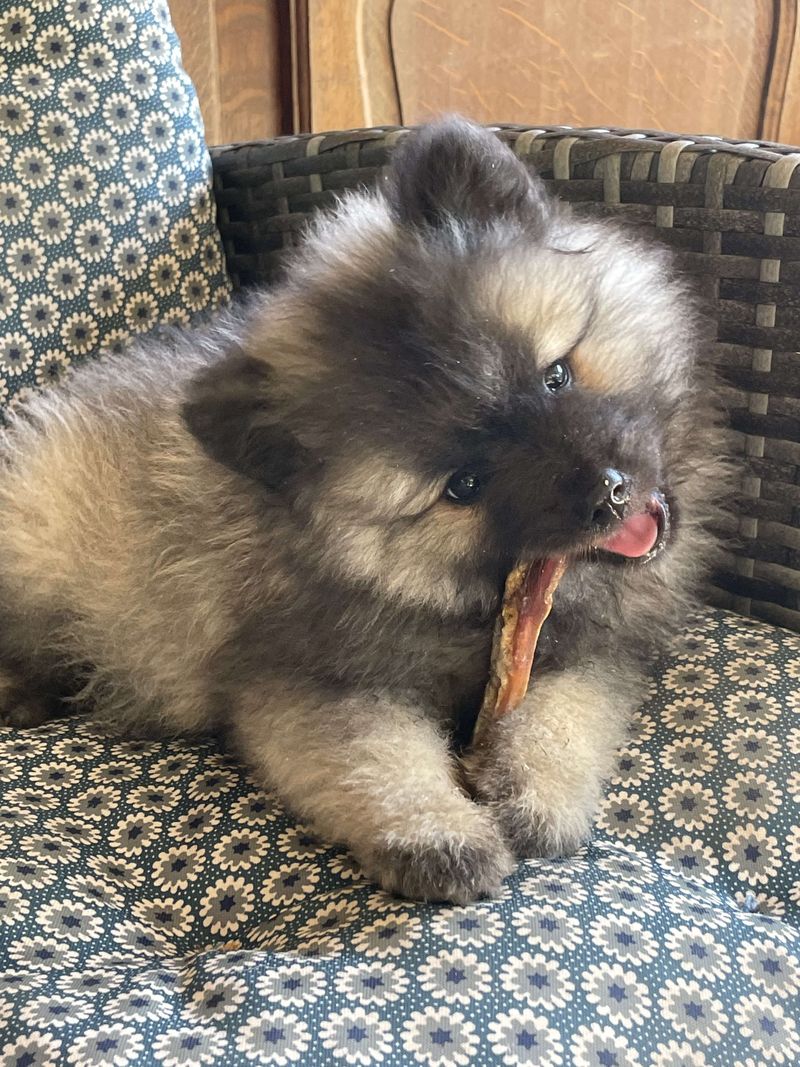 Nos chiots dans leurs familles — photo 2