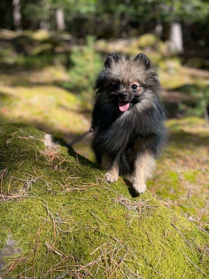 Alizetta Sansual ( Alizeta ), reproducteur de l'élevage des Loups de la Vallée Noble