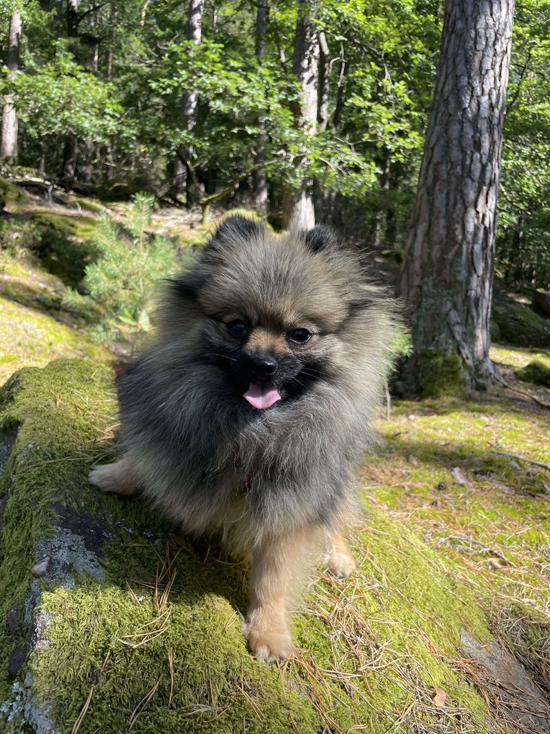 Notre quotidien avec nos chiens — photo 1