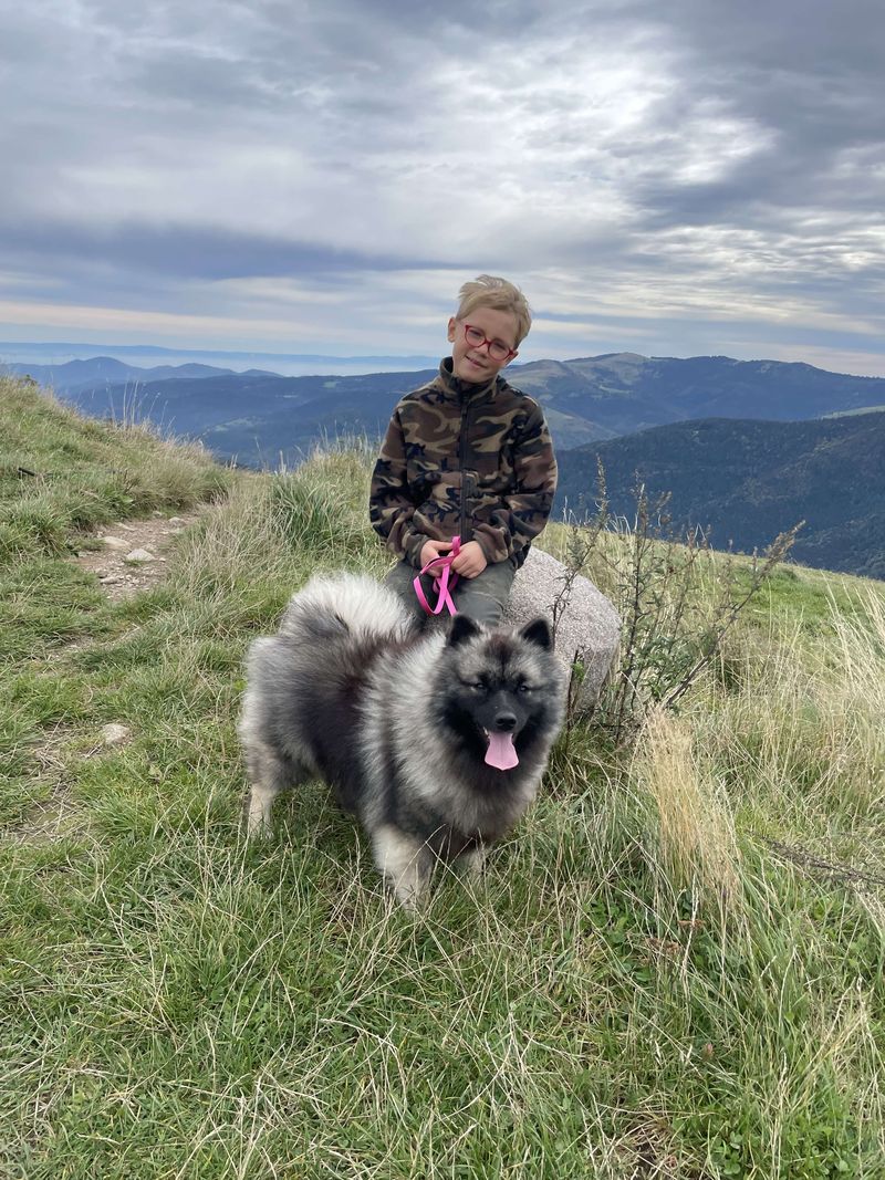 Notre quotidien avec nos chiens — photo 1