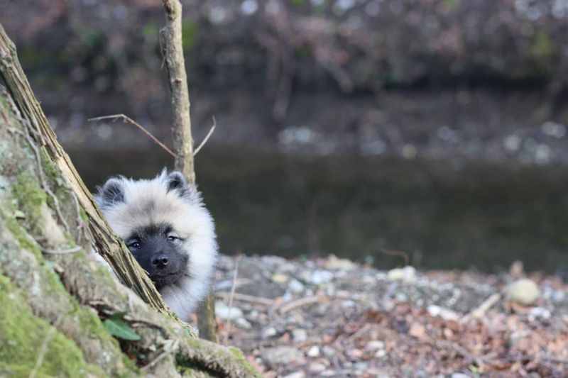 Nos chiots dans leurs familles — photo 1