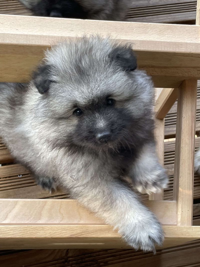 Nos chiots dans leurs familles — photo 3