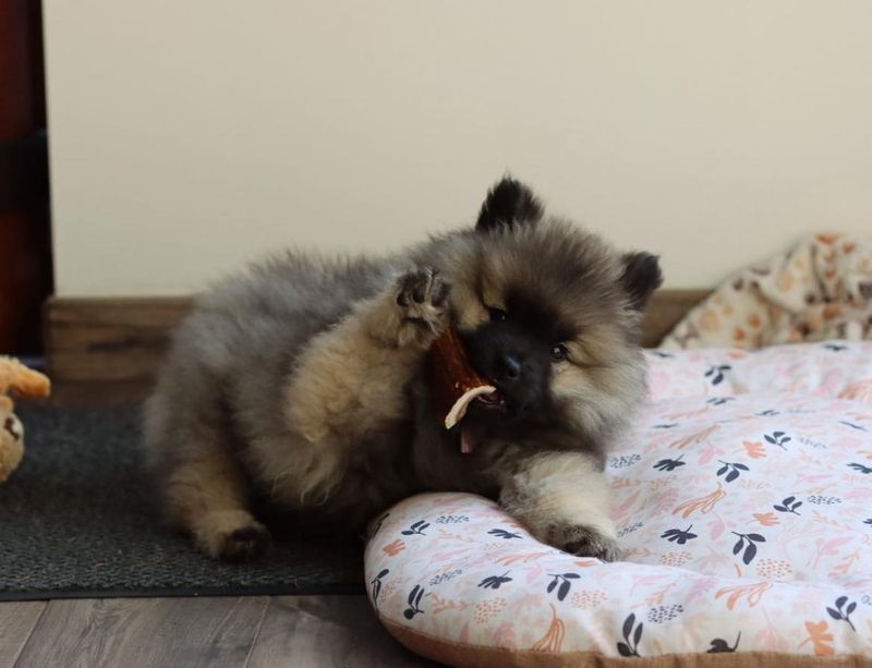 Nos chiots dans leurs familles — photo 2