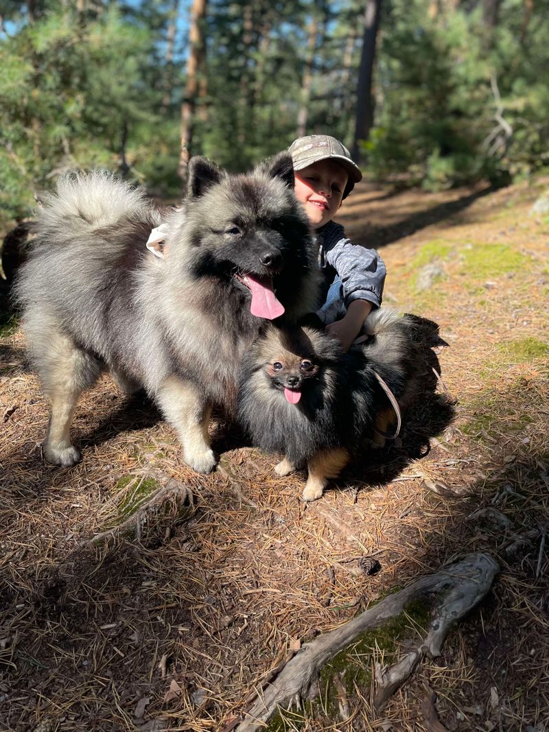 Elevage de Spitz Loup et de Spitz nain