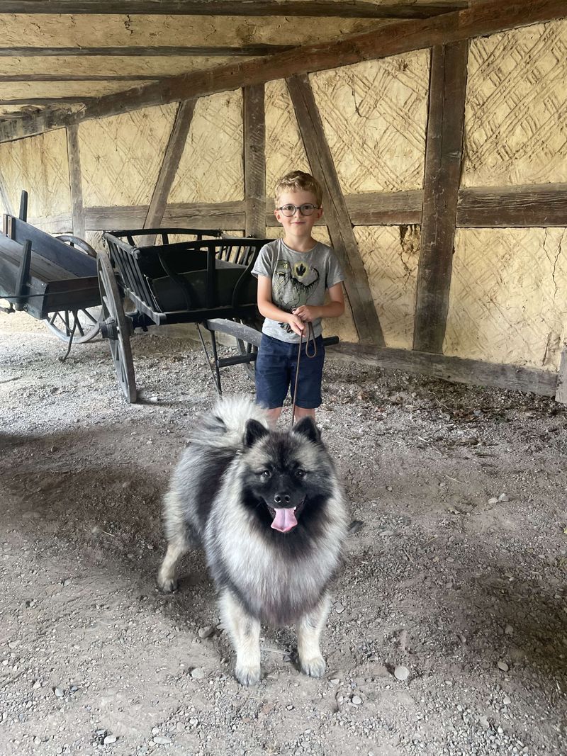 Notre quotidien avec nos chiens — photo 3
