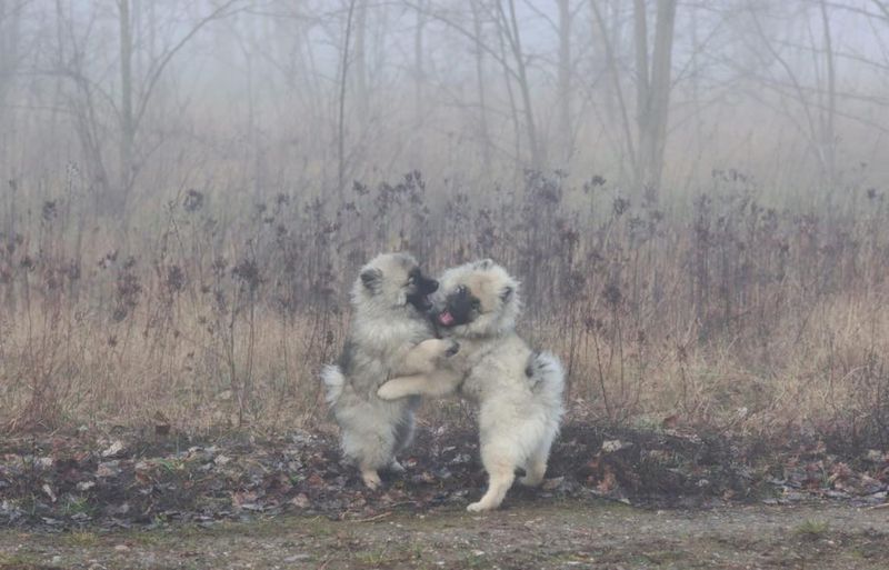 Nos chiots dans leurs familles — photo 2