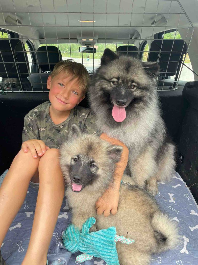 Nos chiots Spitz Loup disponibles — photo 1