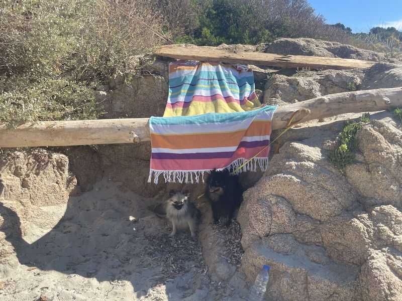 Notre quotidien avec nos chiens — photo 2