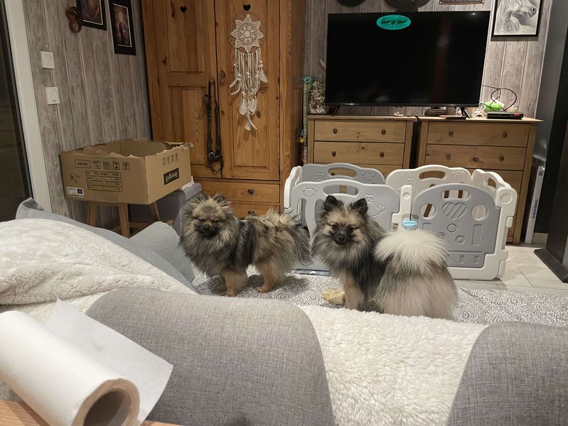 Notre quotidien avec nos chiens — photo 1