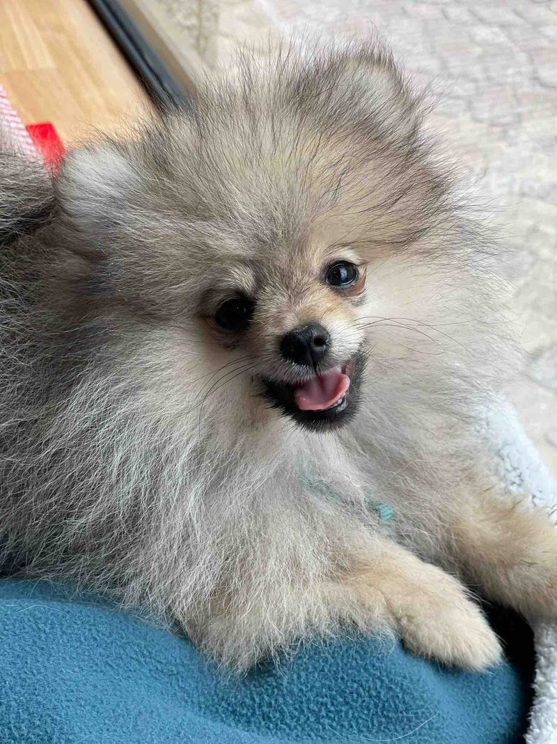 Nos chiots Spitz Nain disponibles — photo 2