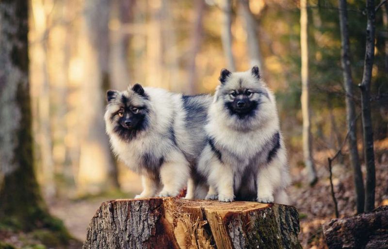 Bienvenue aux Loups de la Vallée Noble
