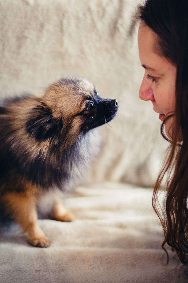 Notre quotidien avec nos chiens — photo 3