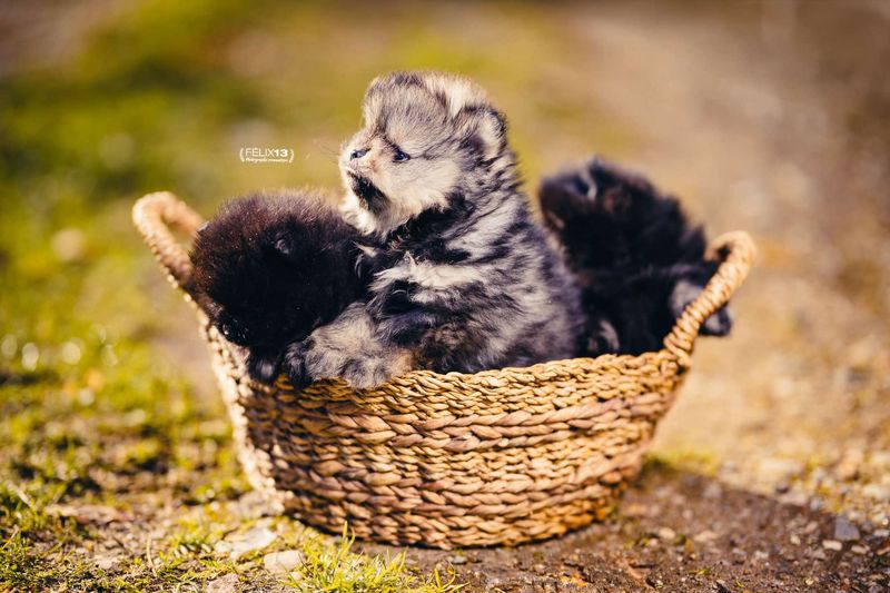 2_Femelle gris loup DISPO 2.heic