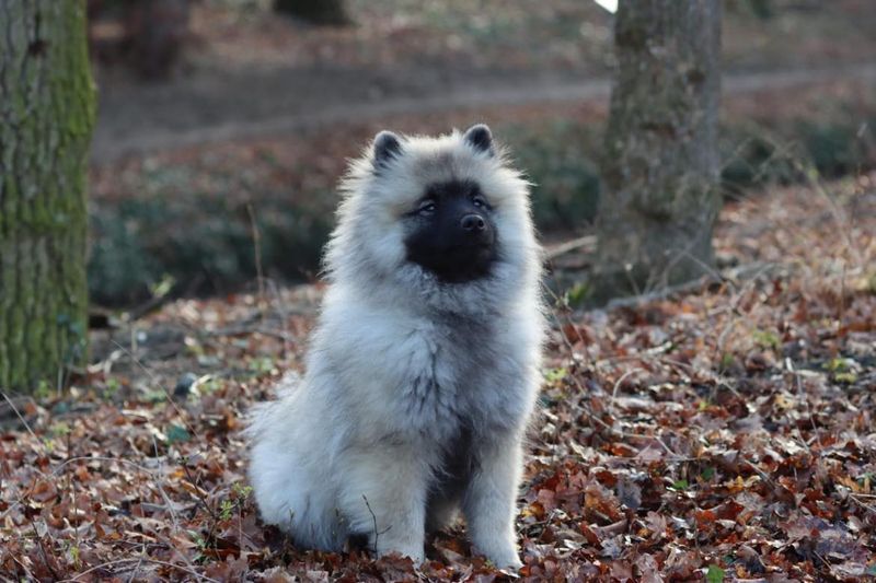 Nos chiots dans leurs familles — photo 1