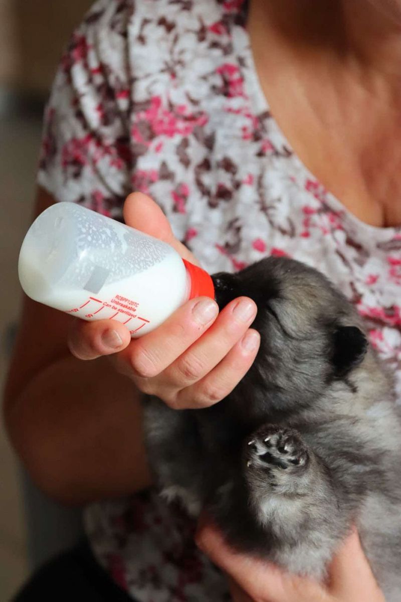 Notre quotidien avec nos chiens — photo 3