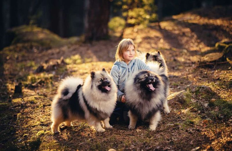 Bienvenue aux Loups de la Vallée Noble