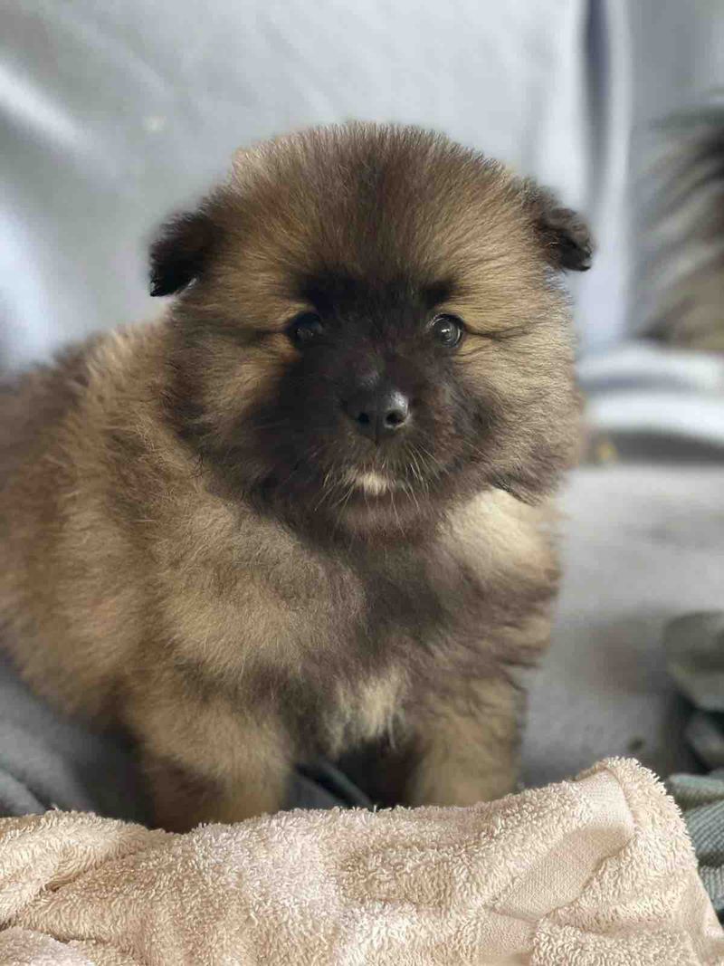 Nos chiots Spitz Loup disponibles — photo 3