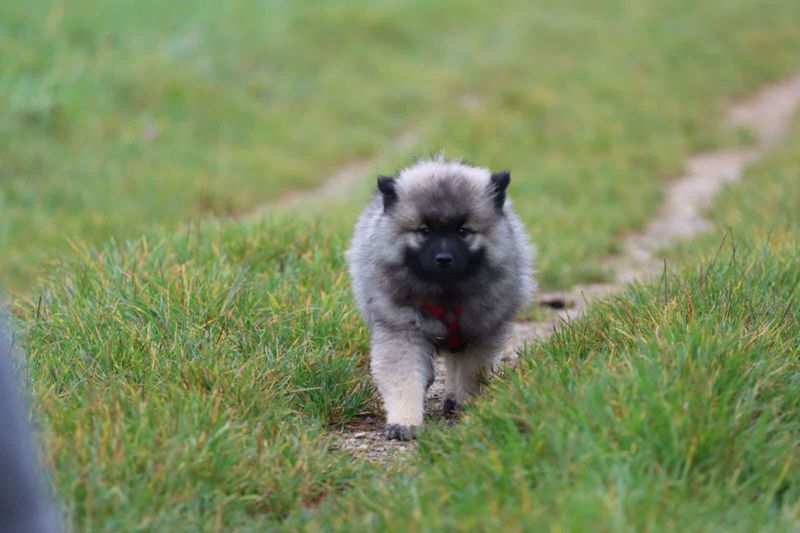 Notre quotidien avec nos chiens — photo 1