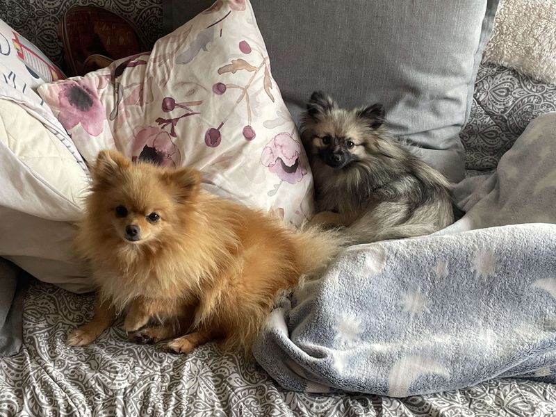 Notre quotidien avec nos chiens — photo 2