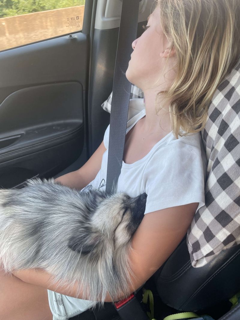 Notre quotidien avec nos chiens — photo 2