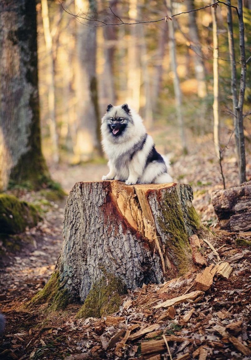 Bienvenue aux Loups de la Vallée Noble