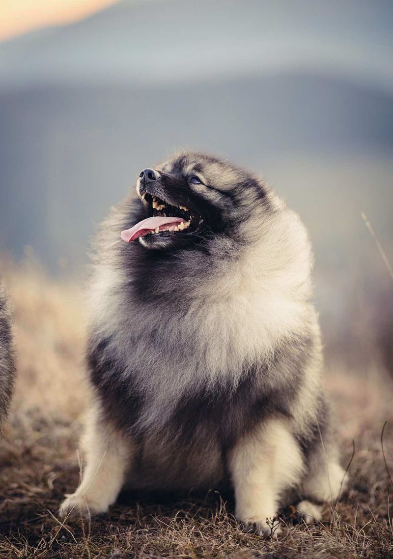 Bienvenue aux Loups de la Vallée Noble