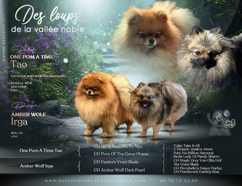 Nos chiots Spitz Nain disponibles — photo 2