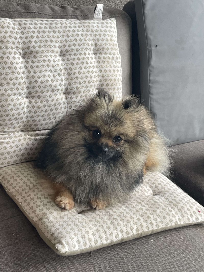 Notre quotidien avec nos chiens — photo 1