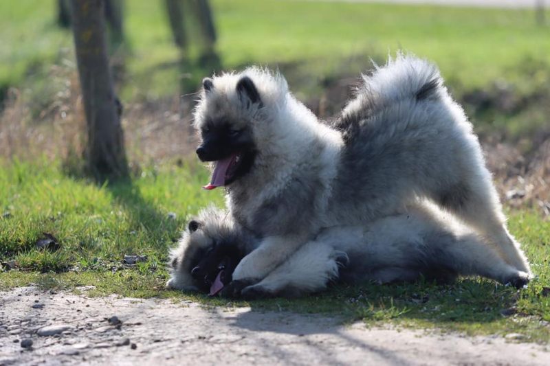Nos chiots dans leurs familles — photo 1