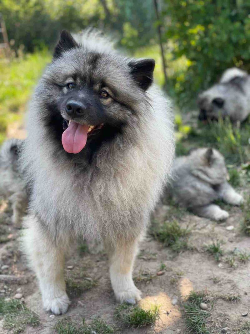 Marie Dog's Ucky, reproducteur de l'élevage des Loups de la Vallée Noble