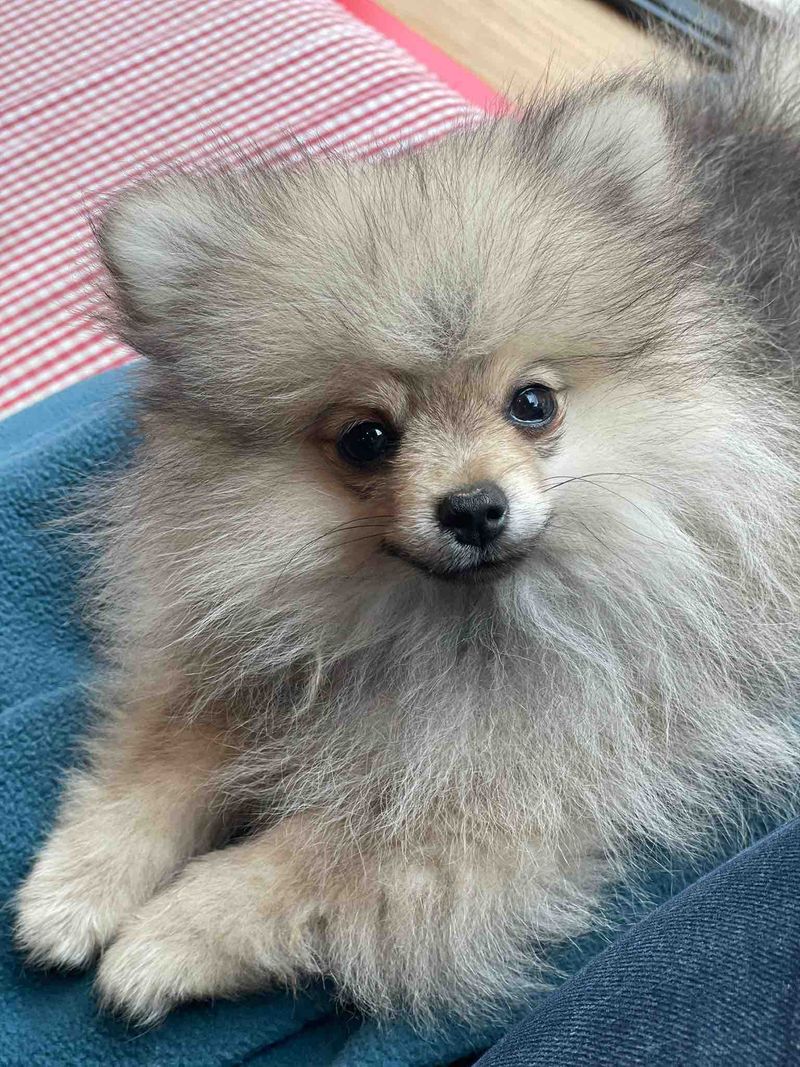 Nos chiots Spitz Nain disponibles — photo 1