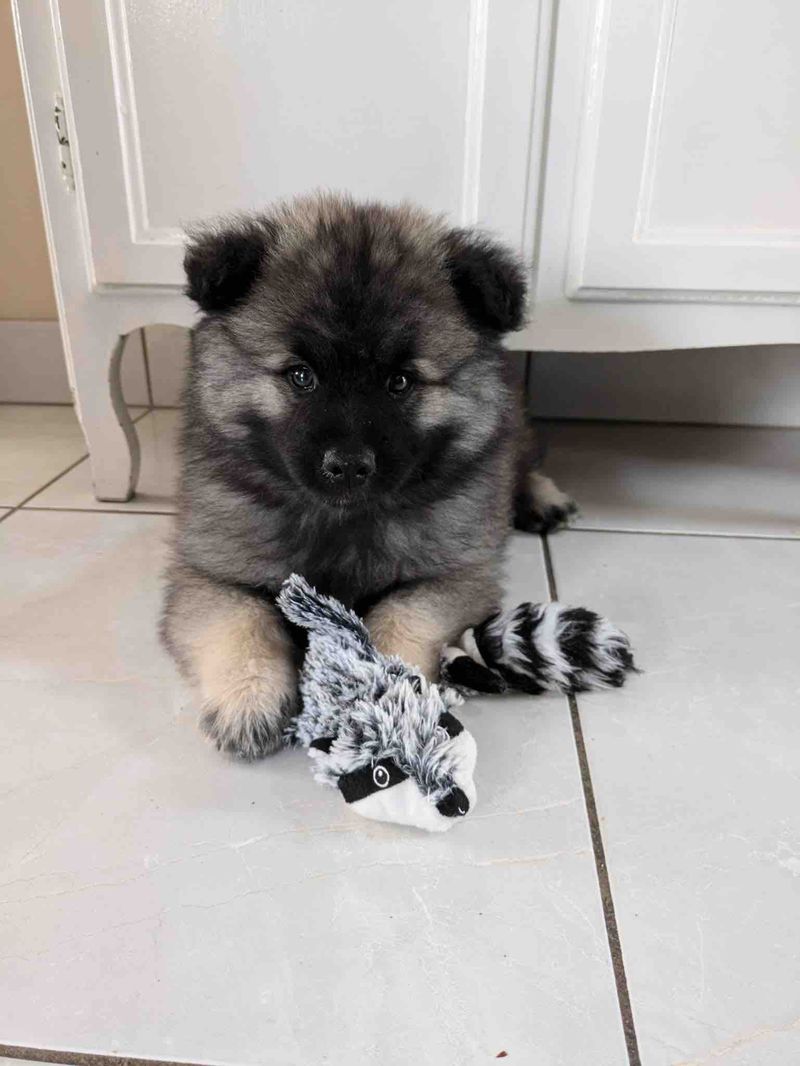 Nos chiots dans leurs familles — photo 2