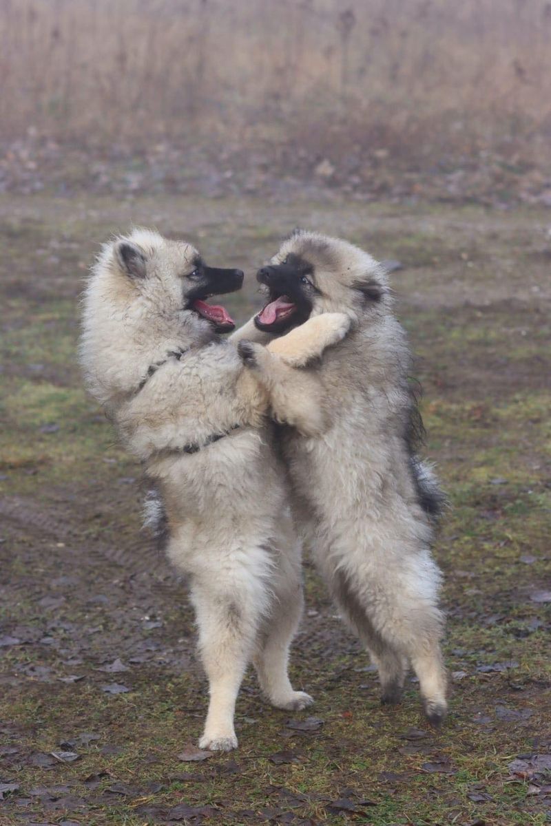 Nos chiots dans leurs familles — photo 3