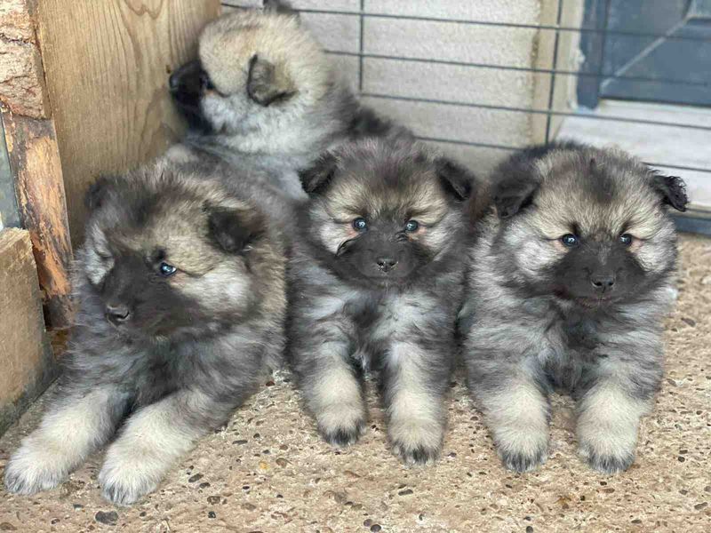 Nos chiots Spitz Loup disponibles