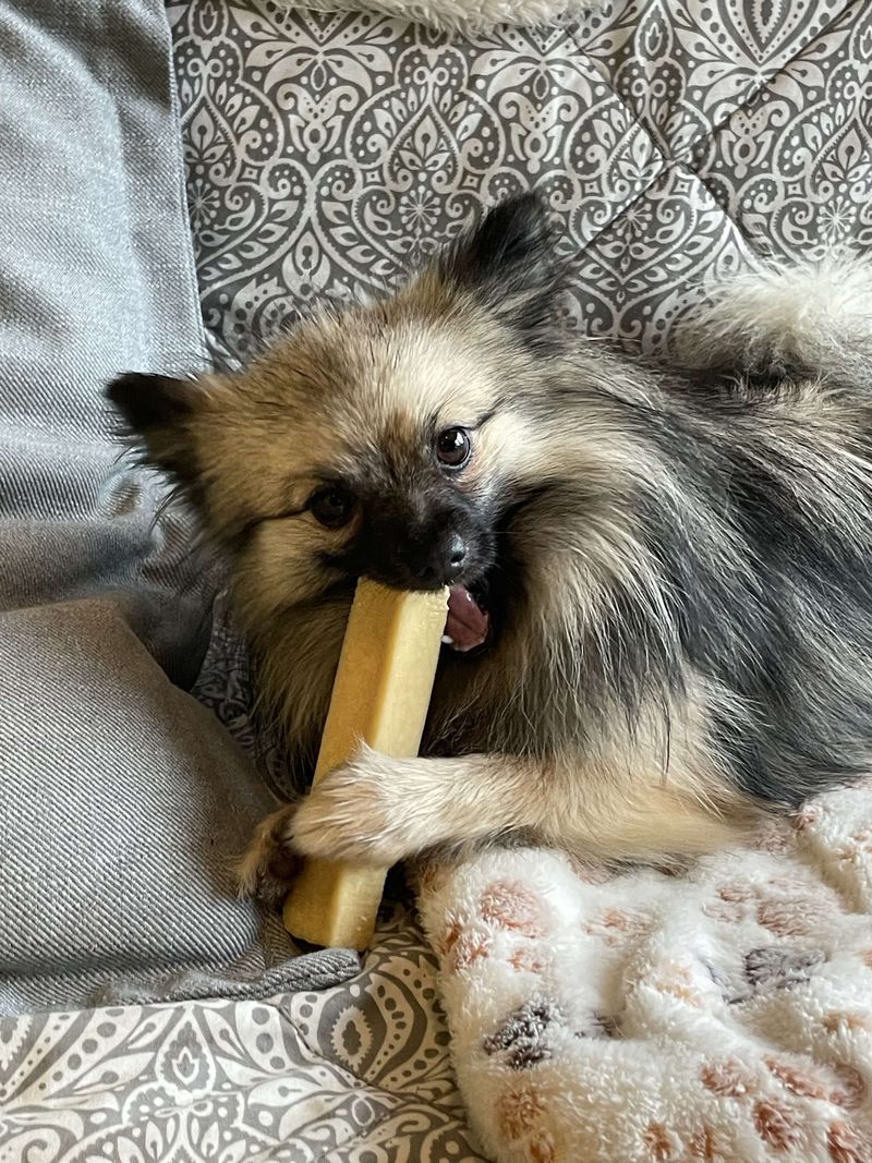 Notre quotidien avec nos chiens — photo 1