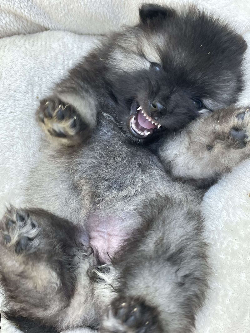 Nos chiots dans leurs familles — photo 2