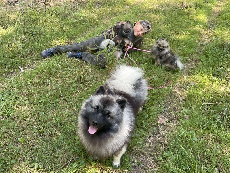 Notre quotidien avec nos chiens — photo 1