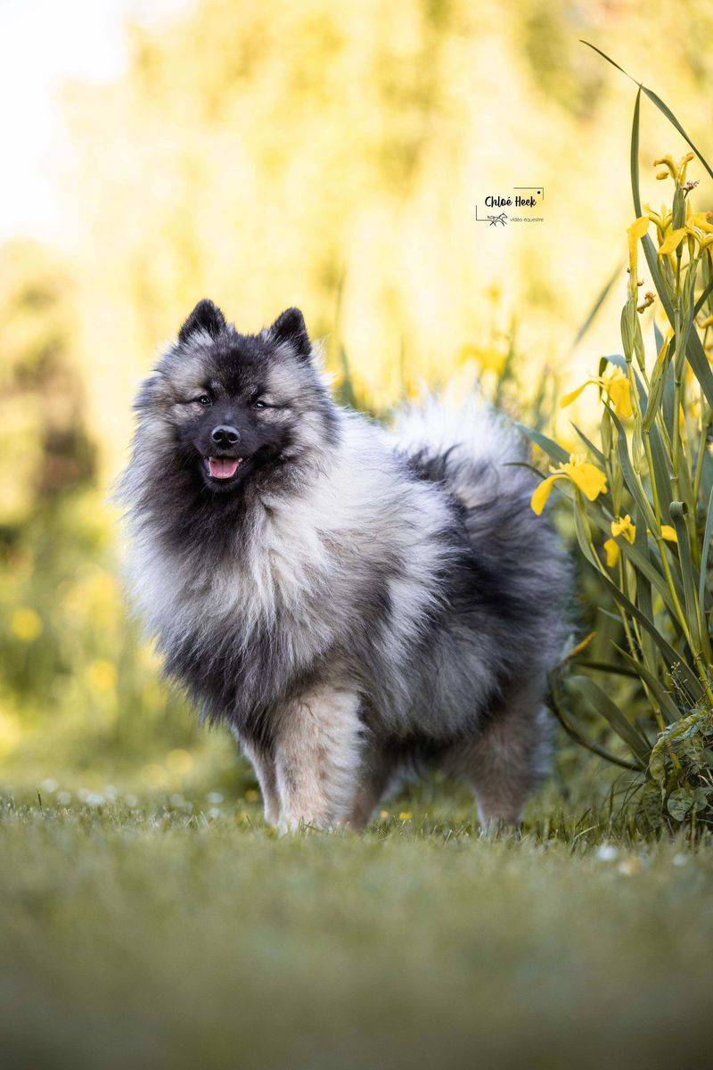 Bienvenue aux Loups de la Vallée Noble