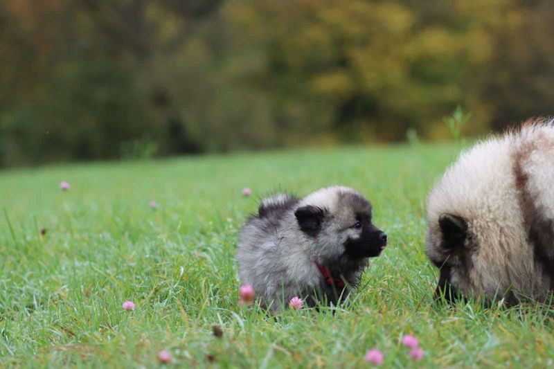 Notre quotidien avec nos chiens — photo 2