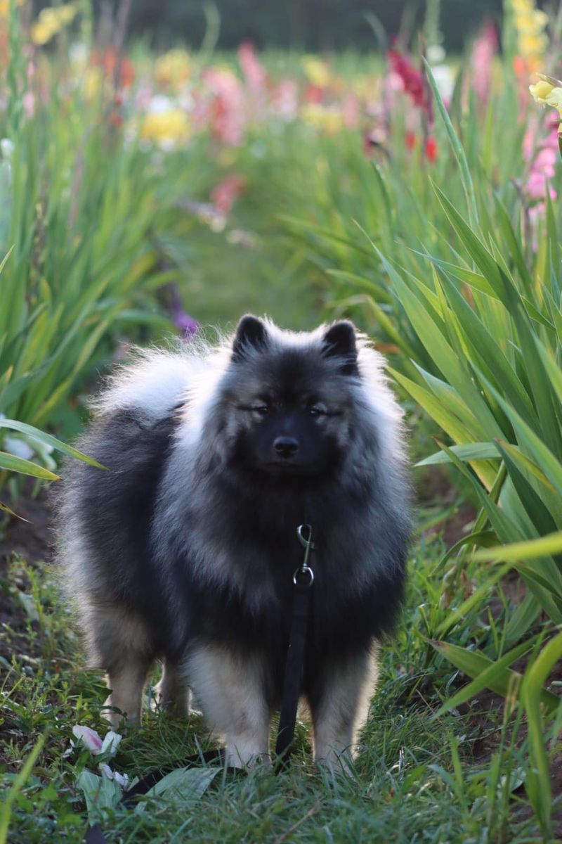 Nos chiots dans leurs familles — photo 3