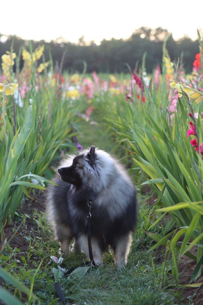 Nos chiots dans leurs familles