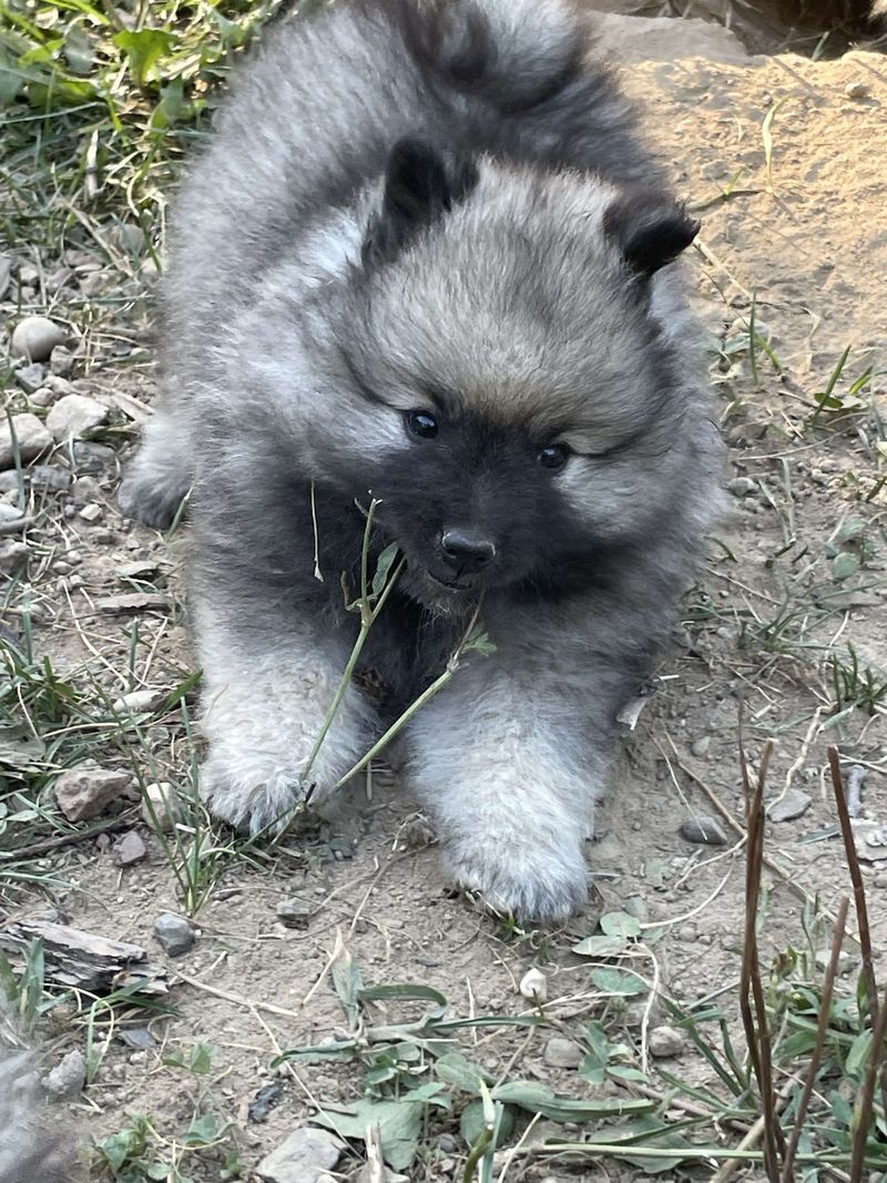 Nos chiots dans leurs familles — photo 1