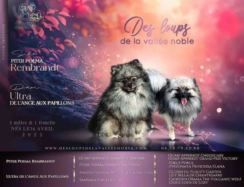 Nos chiots Spitz Nain disponibles — photo 1