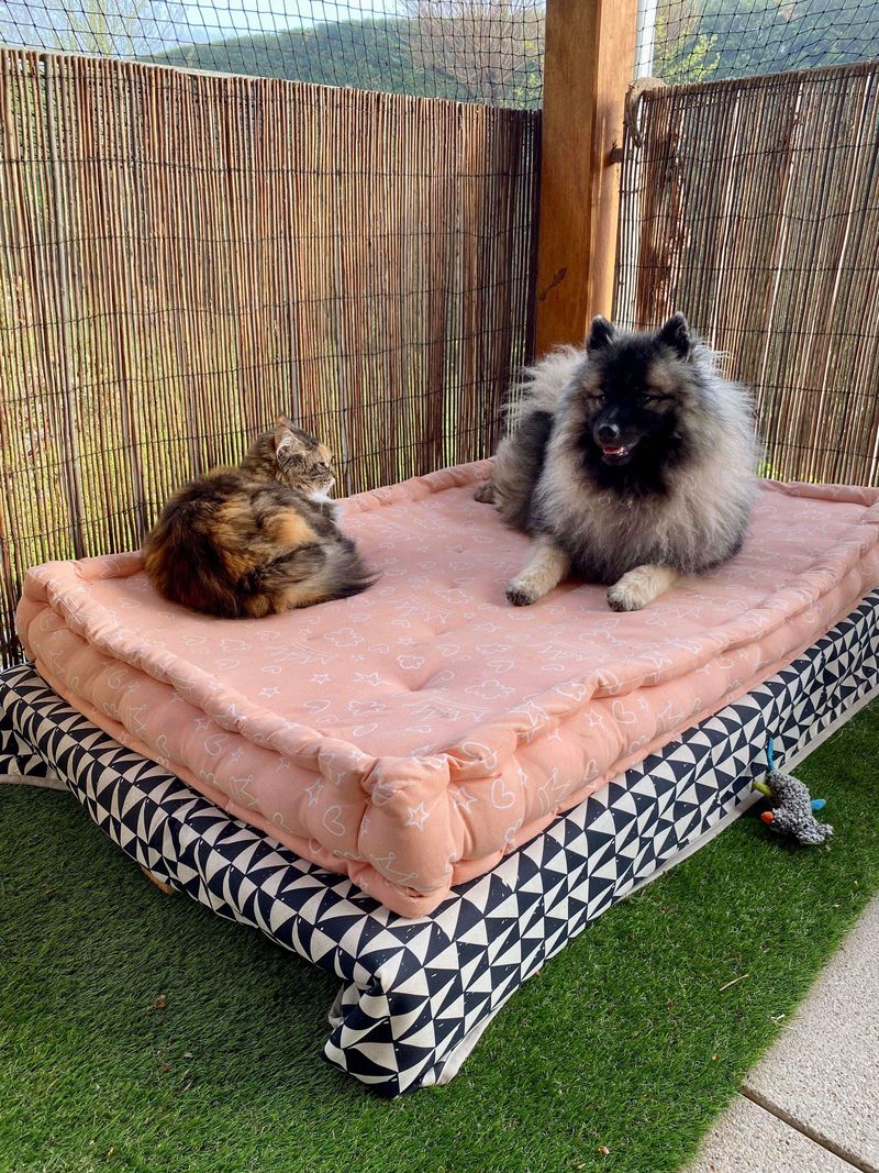 Nos chiots dans leurs familles — photo 3