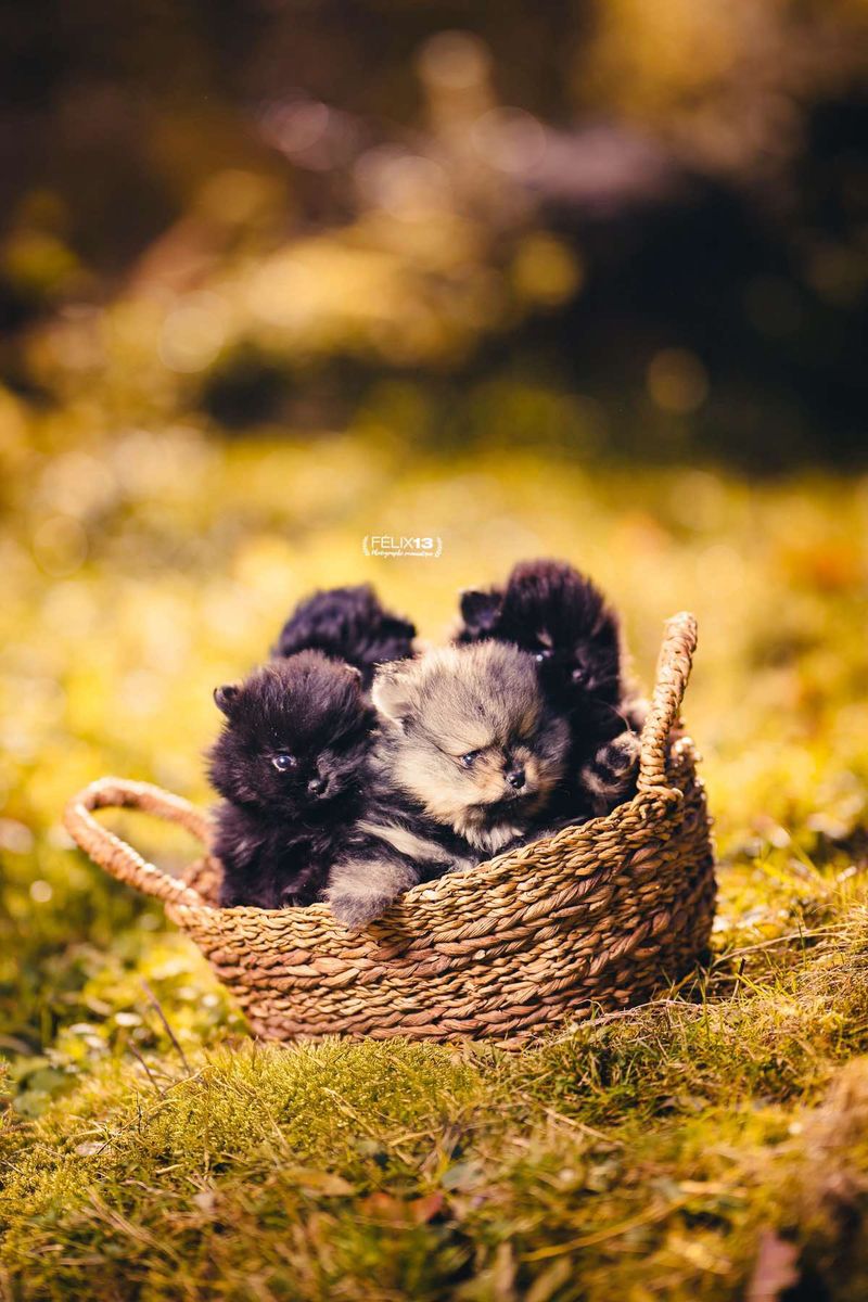 chiots 6.heic
