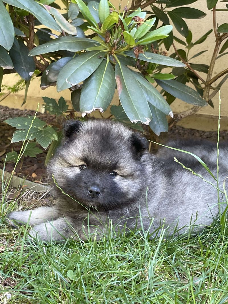 Nos chiots dans leurs familles — photo 1