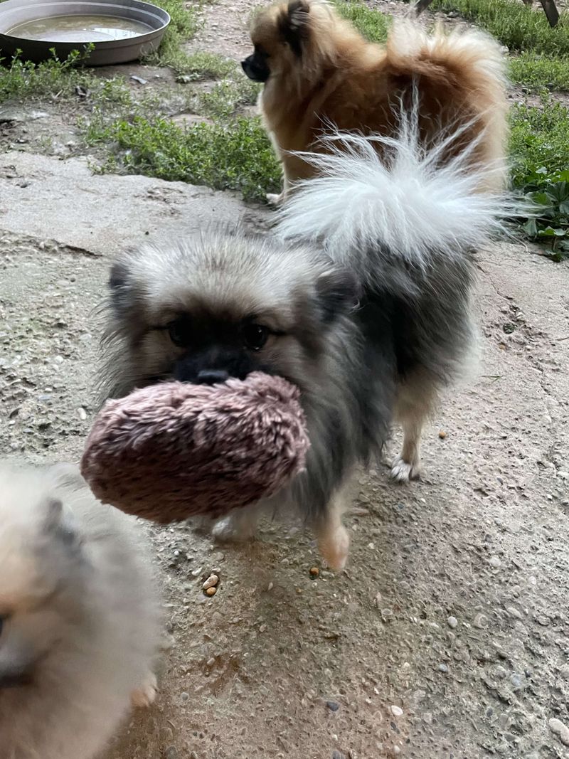 Notre quotidien avec nos chiens — photo 3