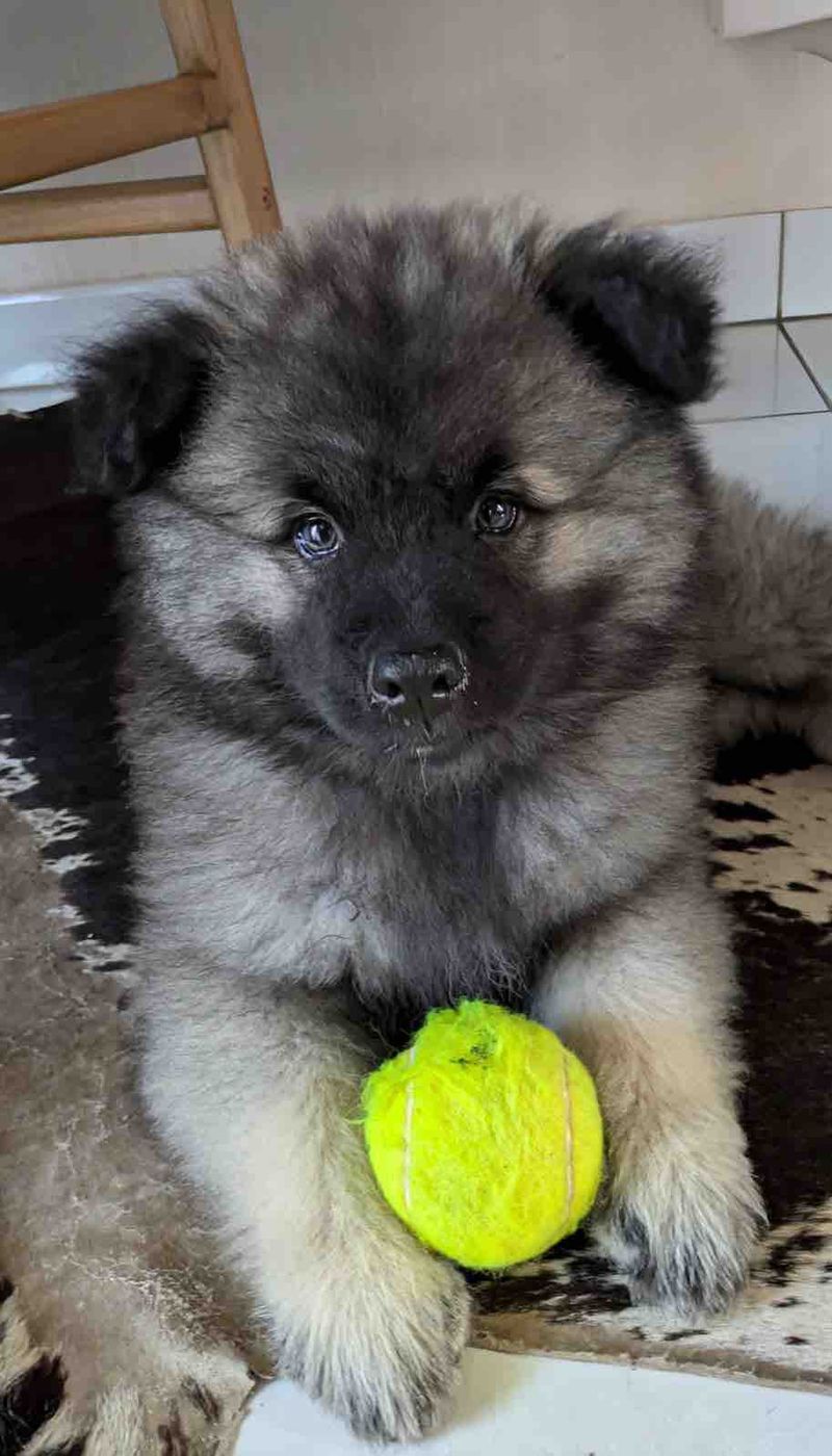 Nos chiots dans leurs familles — photo 3
